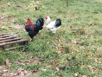 Predám mladých kohútikov - 3