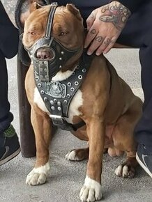 Americky pitbull - 3