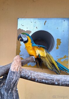 Ara Ararauna 1.0 - 3