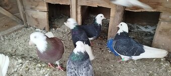 Birminghamske Kotrmeliaky - 3