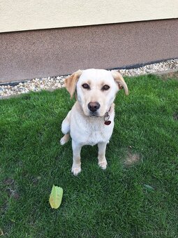 Labrador-Retriever - 3