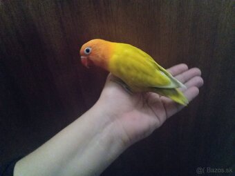 Agapornis fisher - 3