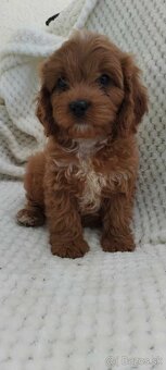 Maltipoo Cavapoo GoldenDoodle - 3