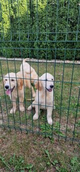 Zlatý retriever - 3