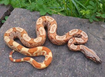 Boa imperator - Scoria Paradigm, IMG Arctic, IMG Paradigm - 3