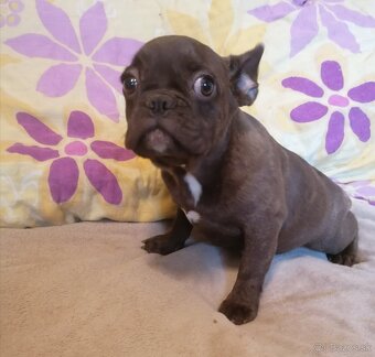Voľné fenky čokoládové - Francúzsky buldoček - 3