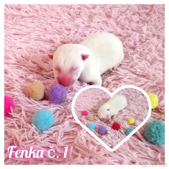 Sibírsky husky hasky - 3