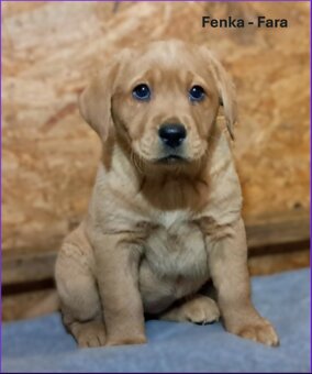 Labradorský retriever Fox Red s PP - 3