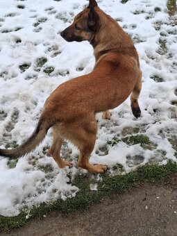 belgický ovčiak - 3