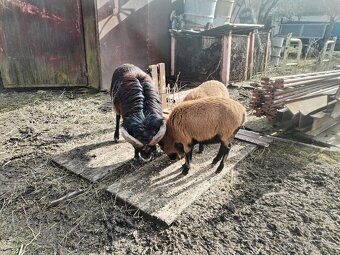 Kamerunske ovce/barany 2ks - 3