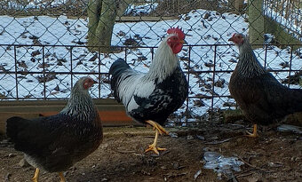 Ponuka na predaj - 3