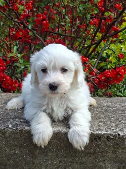 Maltipoo - 3