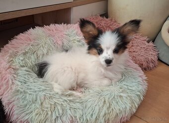 Papillon s rodokmeňom (PP) - 3