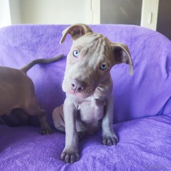 Americký pitbulterier pitbul pitbull - 3