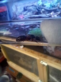 Kráľovny mravcov Camponotus Herculeanus - 3