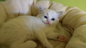 Ragdoll holčička blue bicolor k REZERVACI - 3