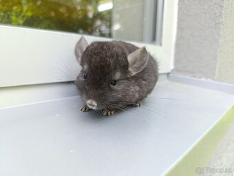 Dark ebony avc/sc/cc činčilka - 3