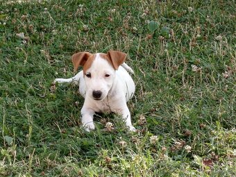 Jack russel teriér - 3