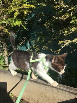 Darujem mačiatko 🐱 - 3