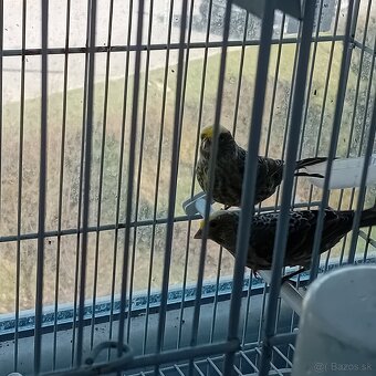 Predam kanarikov lizard - 3