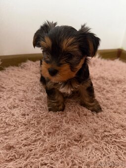 Yorkshire terier mini - 3