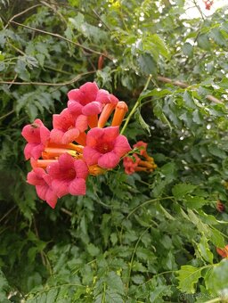 Predám TRÚBKOVEC - 3