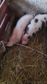 Predám odstavčatá - 3