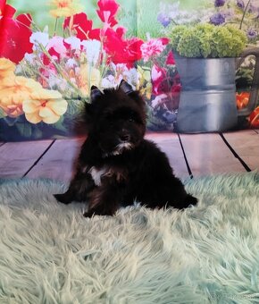 Yorkshire terrier - 3