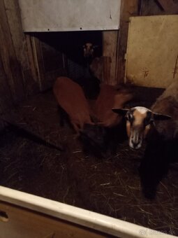 Kamerunská ovca - 3