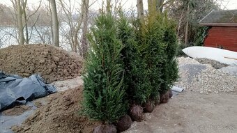 Tis, Taxus, červienka tuja-Nitra a okolie - 3
