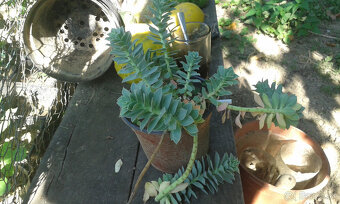 Euphorbia polychroma - 3