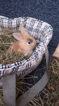 Zakrsly zajačik kralik minilop - 3