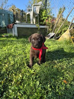 Šteniatka labrador a hnedá suka IHNEĎ - 3