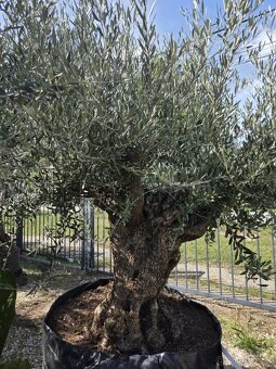 ‼️Akcia‼️ Olivovníky Bonsai - 3