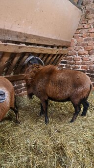 Baran Kamerunsky - 3