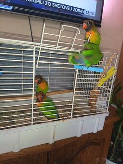 Predám ručne dochovane agapornisy - 3