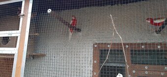 Predam rozely, penanty 25 - 3