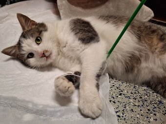 Darujem kocurika - 3