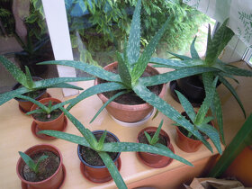 Aloe vera - rastlina v kvetináči, zemina s mykorízou - 3