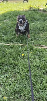 American bully xl - 3