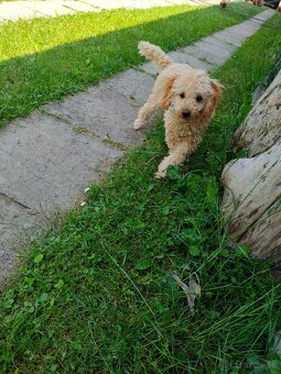Pudlik Pudel Toy - 3