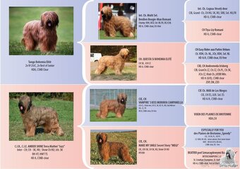 Plavé briard šteniatka s PP – výnimočné spojenie - 3