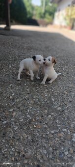 Jack Russel teriér - 3