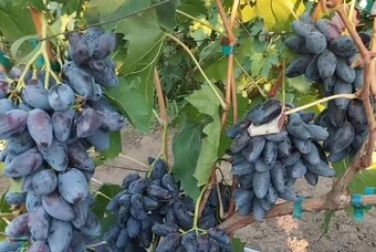 Predám sadenice viniča - 3