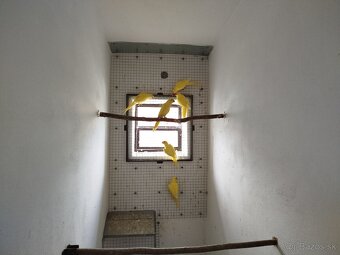 Alexander malý žltý. - 3