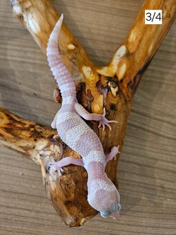 Gekončík nočný - 3