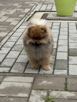 Pomeranian - 3