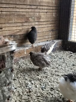 Čínska prepelica - 3