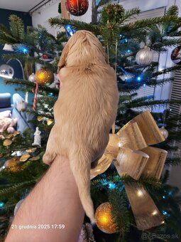 Anglický kokeršpaniel s rodokmeňom PL - 3