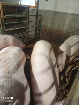 Predám ošípané - 3